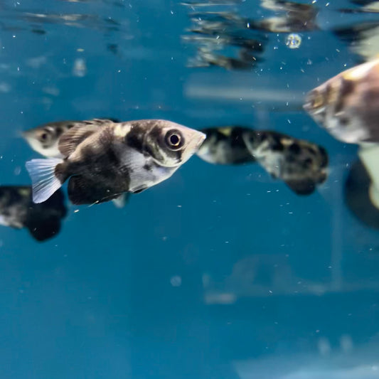 Clouded Archerfish