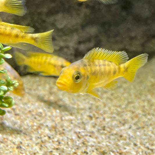 Petrotilapia sp Nkhata orange small