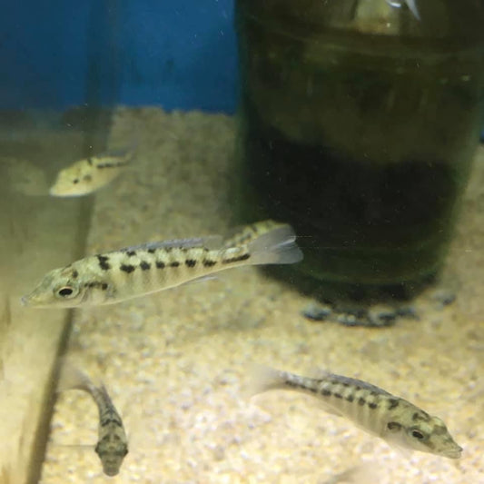 Malawi Gar (Lichnochromis Acuticeps) Large