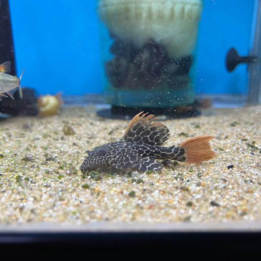 L600 Leopard Cactus Pleco (Pseudacanthicus Leopardus)