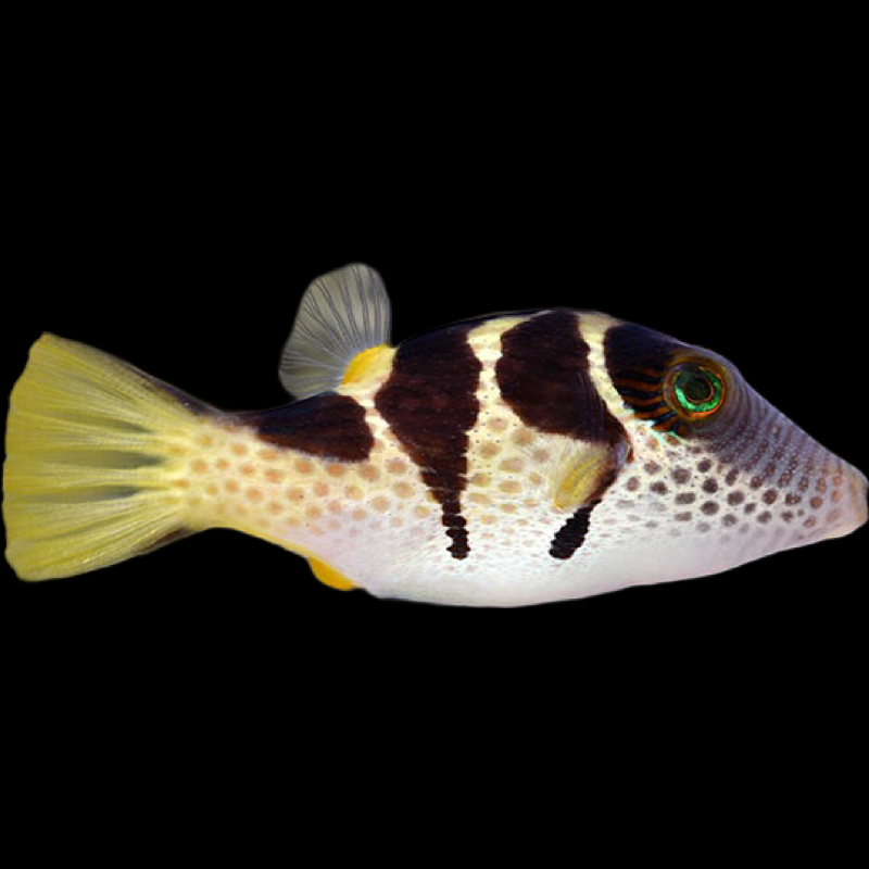 Black Saddled Toby Puffer swimming in an aquarium. One of our saltwater reef fish for sale online at AFD