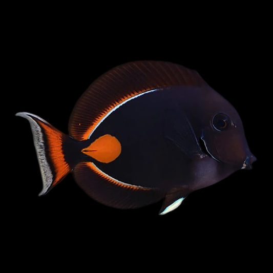 Achilles Tang fish swimming in an aquarium available for sale online and in store at AFD