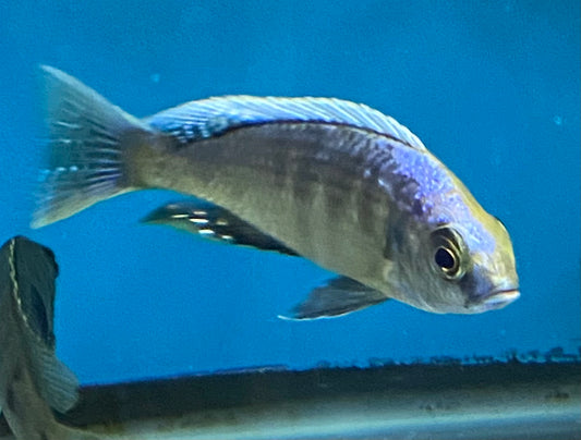 Copadichromis Virginalis White Blaze Mumbo Lg Male