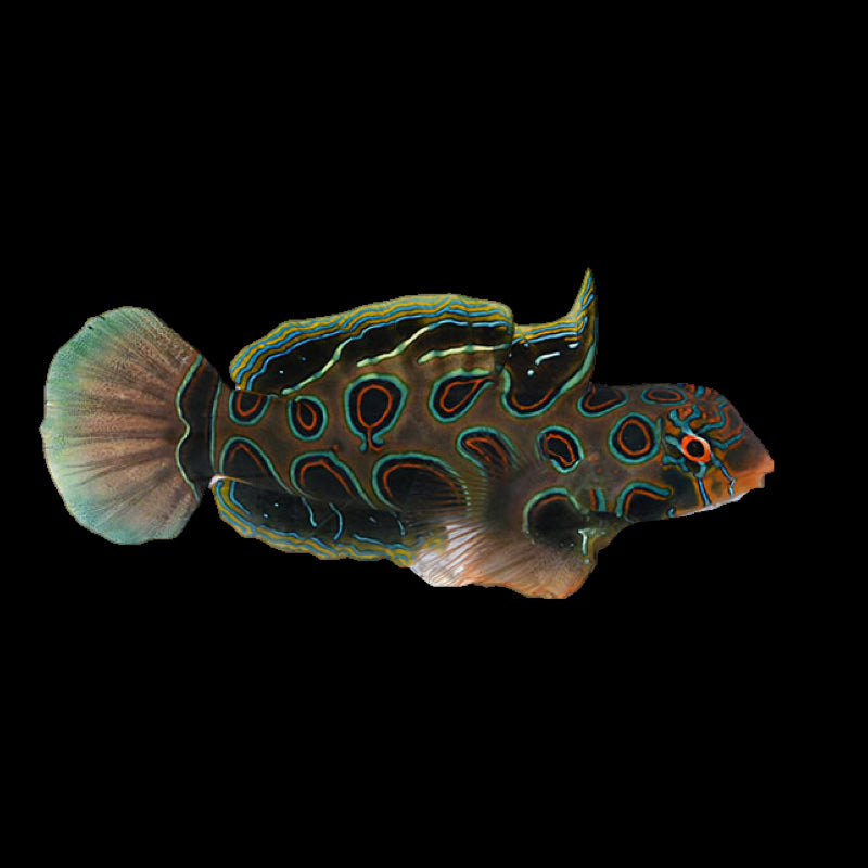 Spotted Mandarin Goby