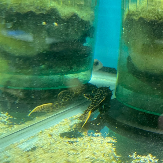 Red Fin Leopard Pleco 3-3.5" L114