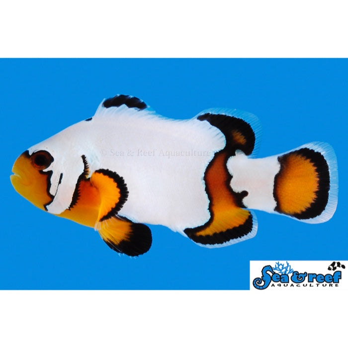 Black Ice Snowflake Clownfish - Captive-Bred - Amphiprion ocellaris