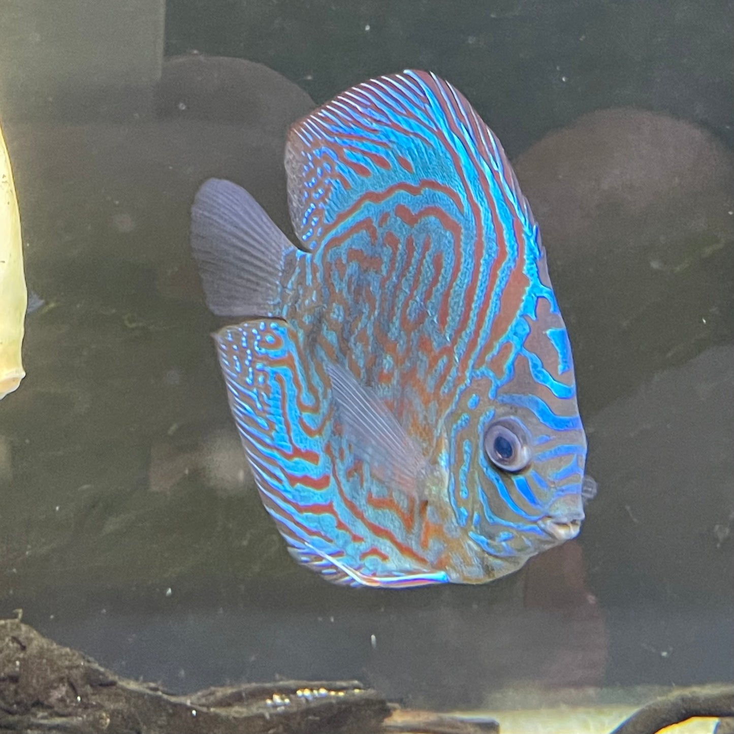 Discus Large