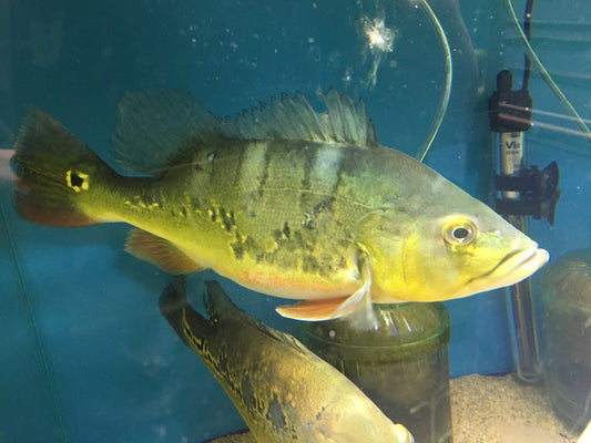 Monoculus Peacock Bass