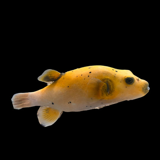 Super rare Golden Puffer 9” WYSIWYG (Arothron Citrinellus) - only one available at our shop. For expert fish keepers only. Saltwater fish.