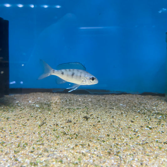 Opthalmotilapia Nasutus Kipili yellow