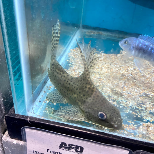 Featherfin Catfish Synodontis Eupterus