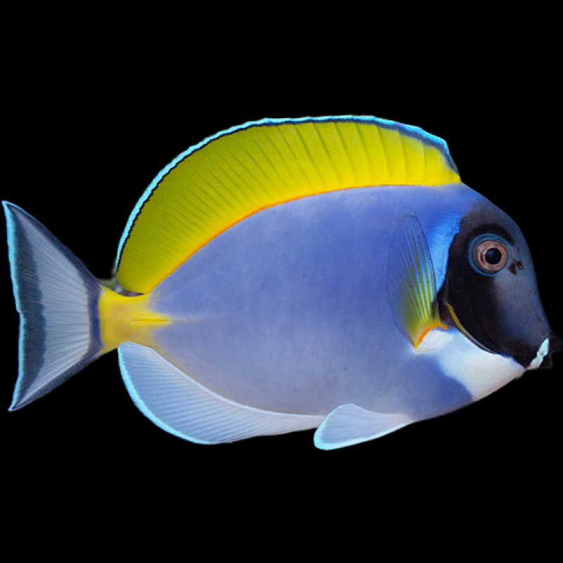Powder Blue Tang swimming in an aquarium. One of our saltwater reef fish for sale online at AFD