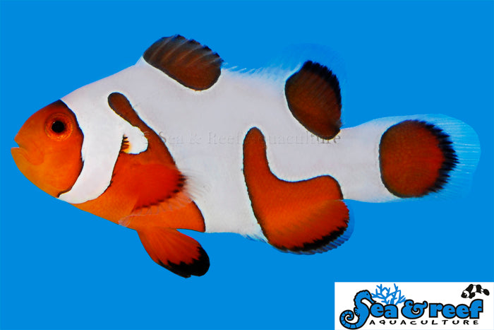 DaVinci Clownfish Grade B swimming in an aquarium. One of our saltwater reef fish for sale online at AFD