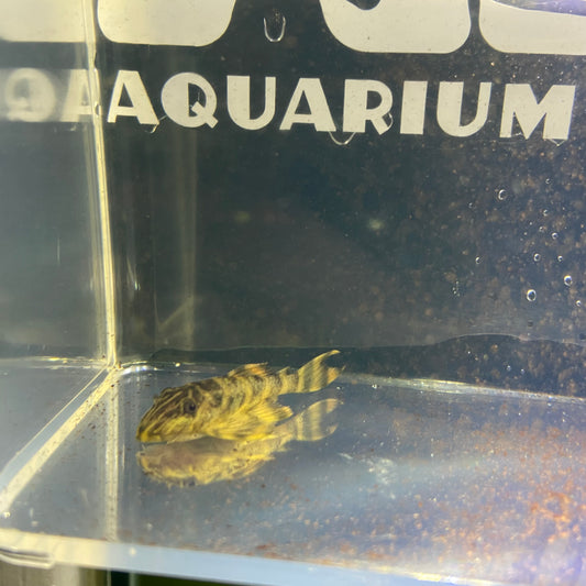 Tiger pleco L398 (panaqolus tankei) tank raised