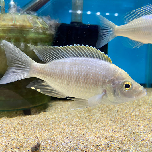 Copadichromis Virginalis Yellow Blaze Nkanda Pair