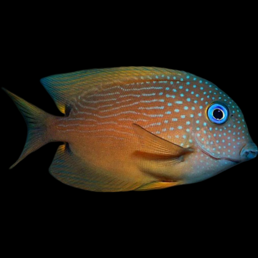 Blue Eye Bristletooth swimming in an aquarium. One of our saltwater reef fish for sale online at AFD