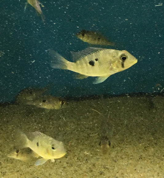 Geophagus Sp. Rio Olamar Small