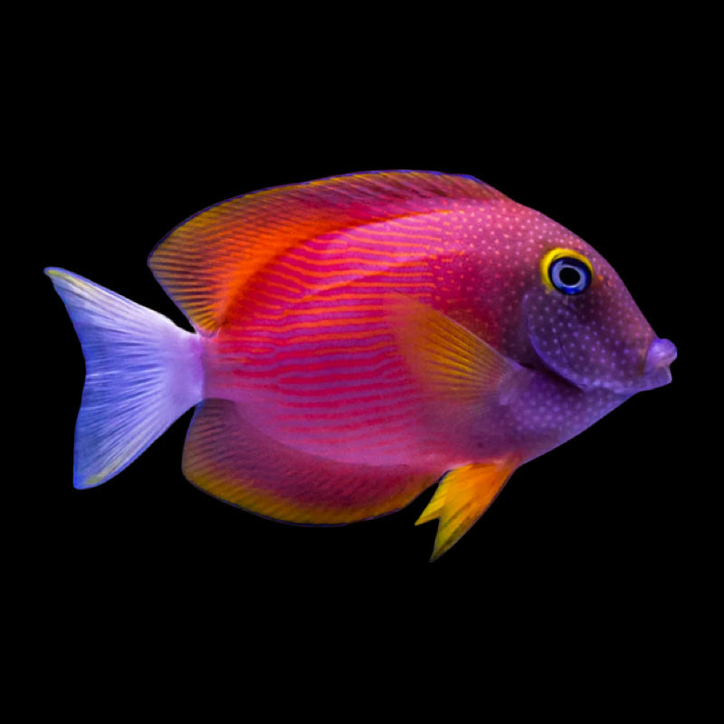 (Hawaii) White Tail Bristletooth Tang fish swimming in an aquarium available for sale online and in store at AFD