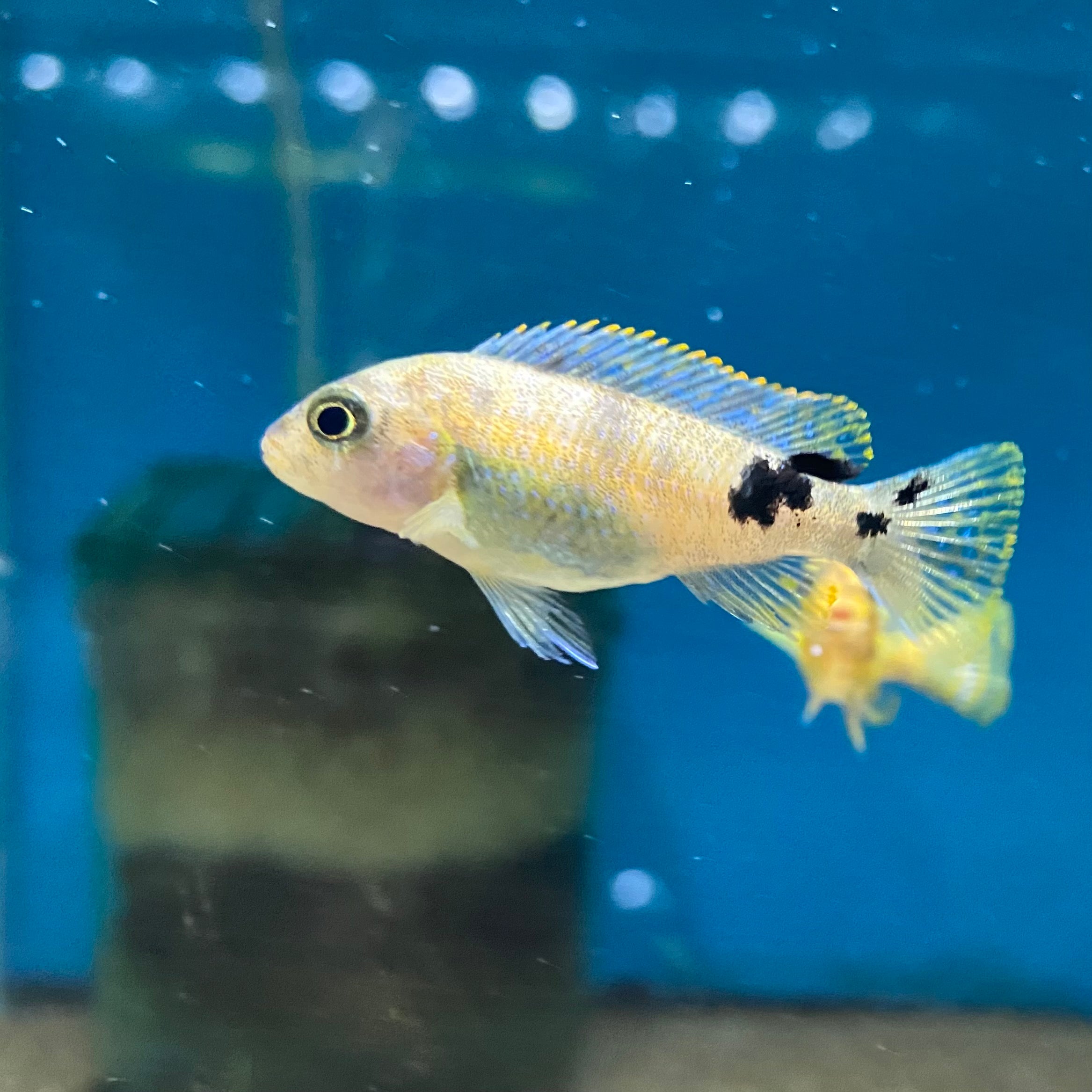 Labeotropheus Fuelleborni OB - for sale at Aquarium Fish Depot