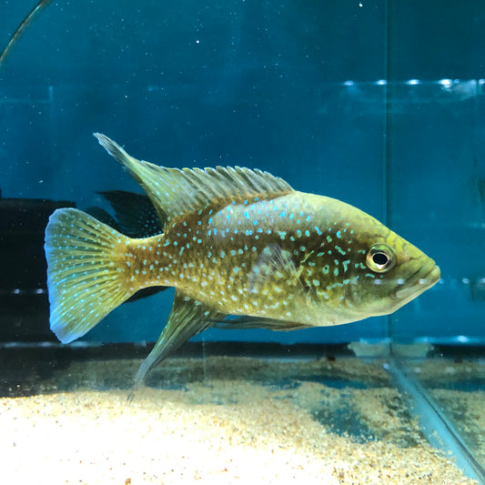 Paratilapia Bleekeri Big Spot Andapa