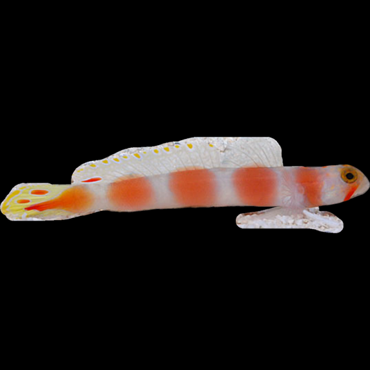 Pinkbar Goby swimming in an aquarium. One of our saltwater reef fish for sale online at AFD