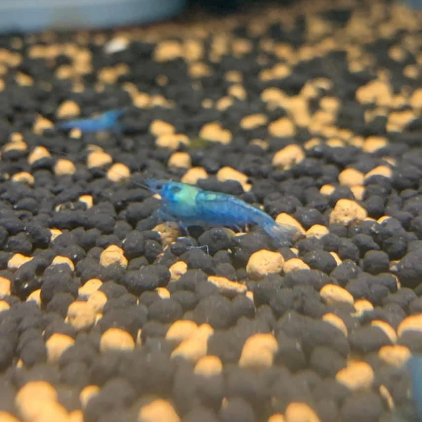 Shrimp - Blue Aura Neocaridina