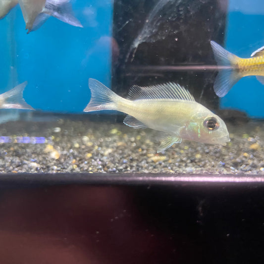 Geophagus Rio Caete