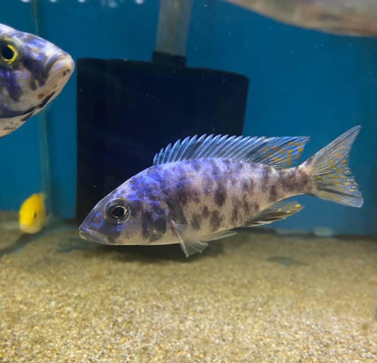 Scianochromis Ahli Ob Electric Blue