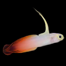 Firefish Goby swimming in an aquarium. One of our saltwater reef fish for sale online at AFD