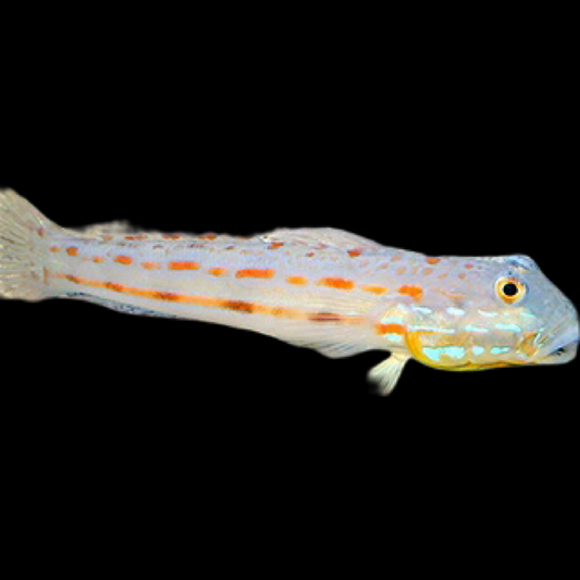 Diamond Goby swimming in an aquarium. One of our saltwater reef fish for sale online at AFD