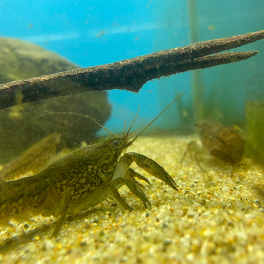 Florida Crayfish