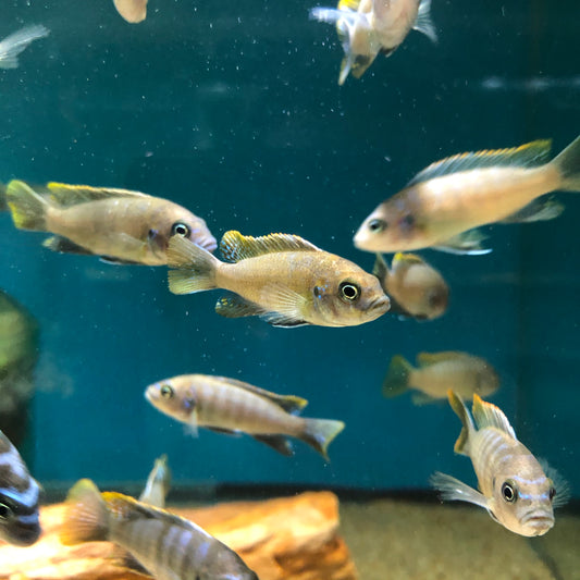 Cynotilapia Afra Red Top Lundo