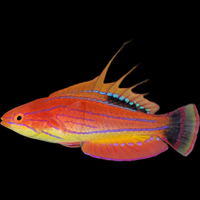 Carpenter Flasher Wrasse swimming in an aquarium. One of our saltwater reef fish for sale online at AFD