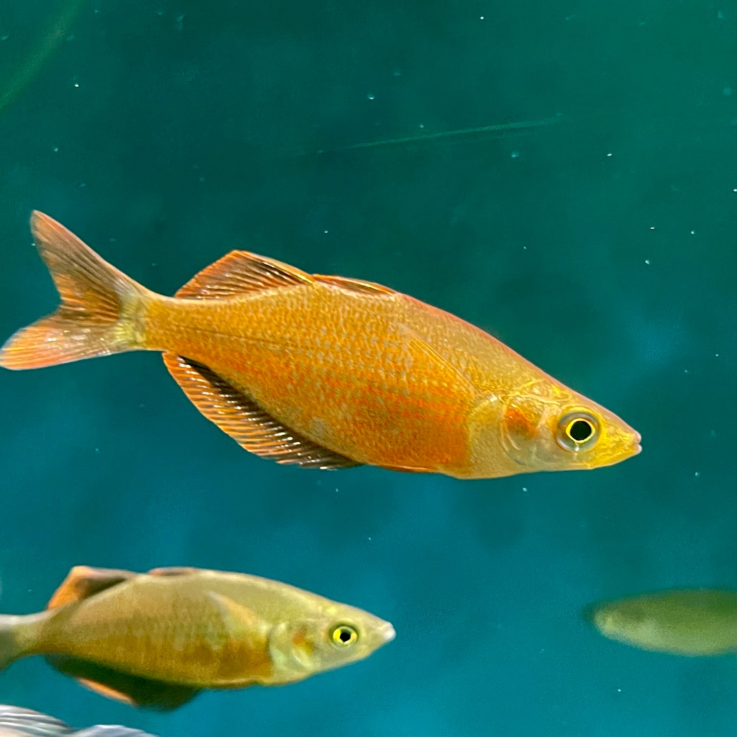 Millineum Rainbowfish