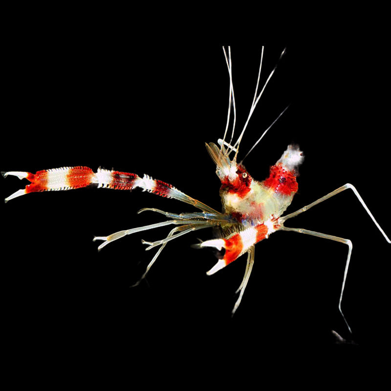 Yellow Banded Shrimps