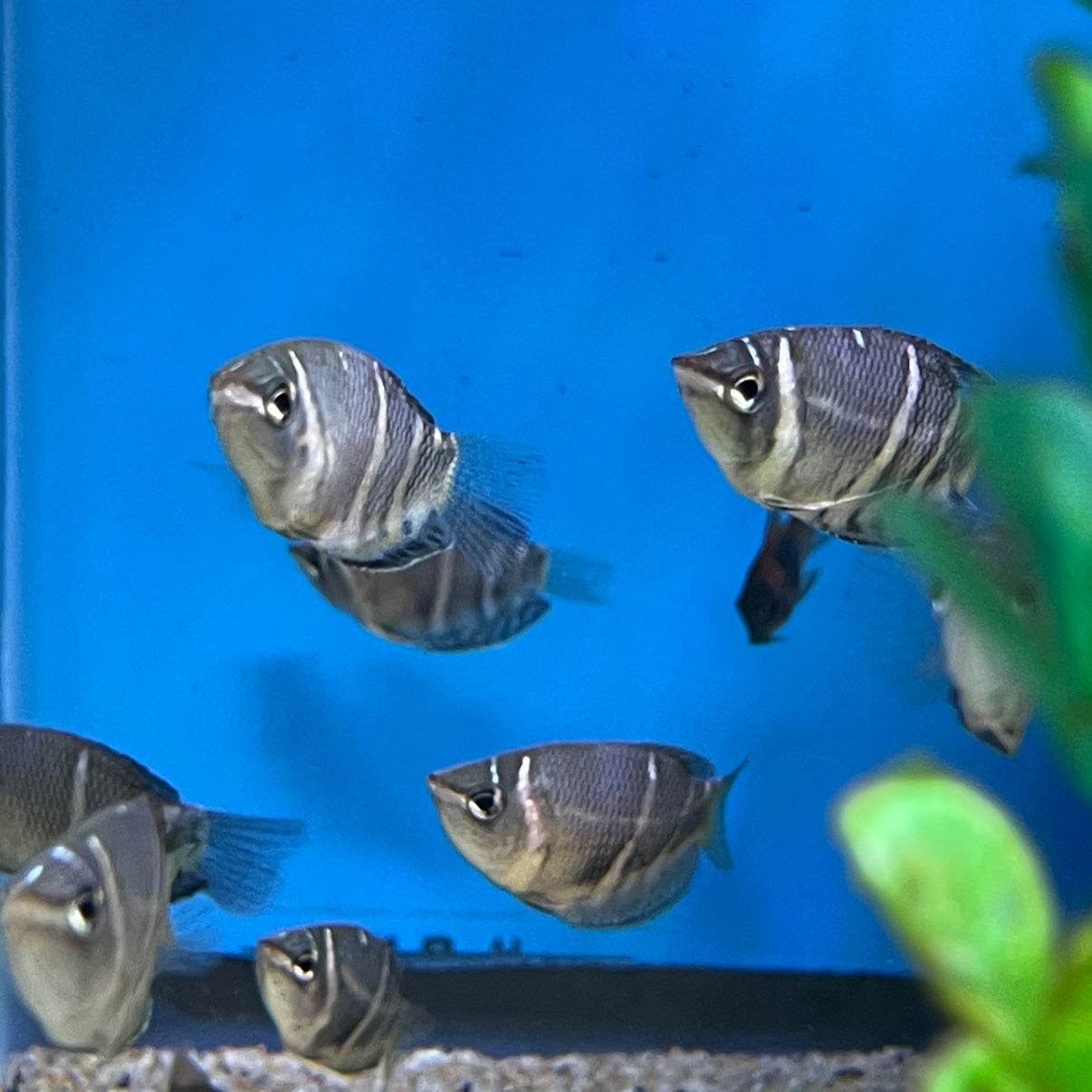 Chocolate Gourami - for sale at Aquarium Fish Depot