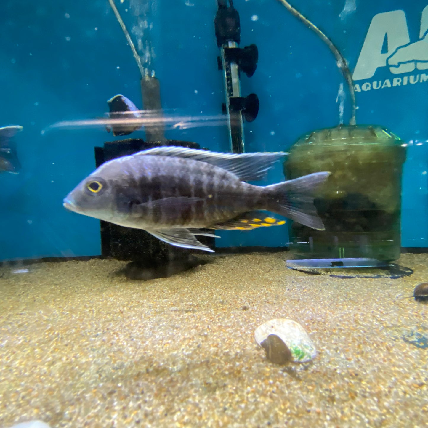 Aulonocara Kandeensis Blue Orchid Extra Large Male - for sale at ...