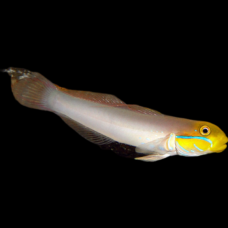 Golden Headed Sleeper Goby swimming in an aquarium. One of our saltwater reef fish for sale online at AFD