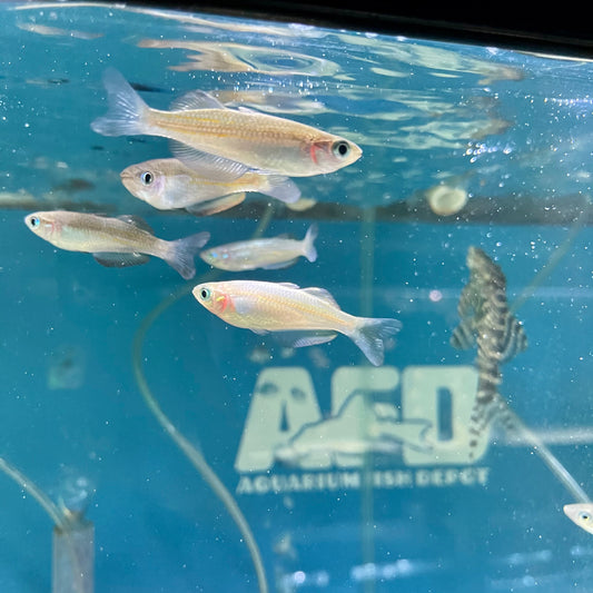 Parkinsoni Rainbowfish