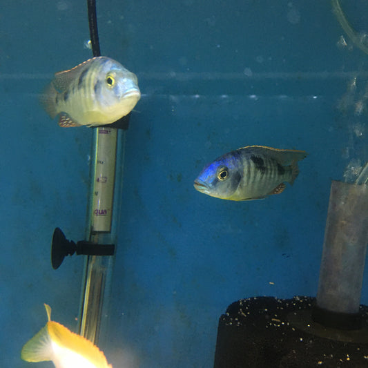 Hemitilapia Oxyrhyncus Female +