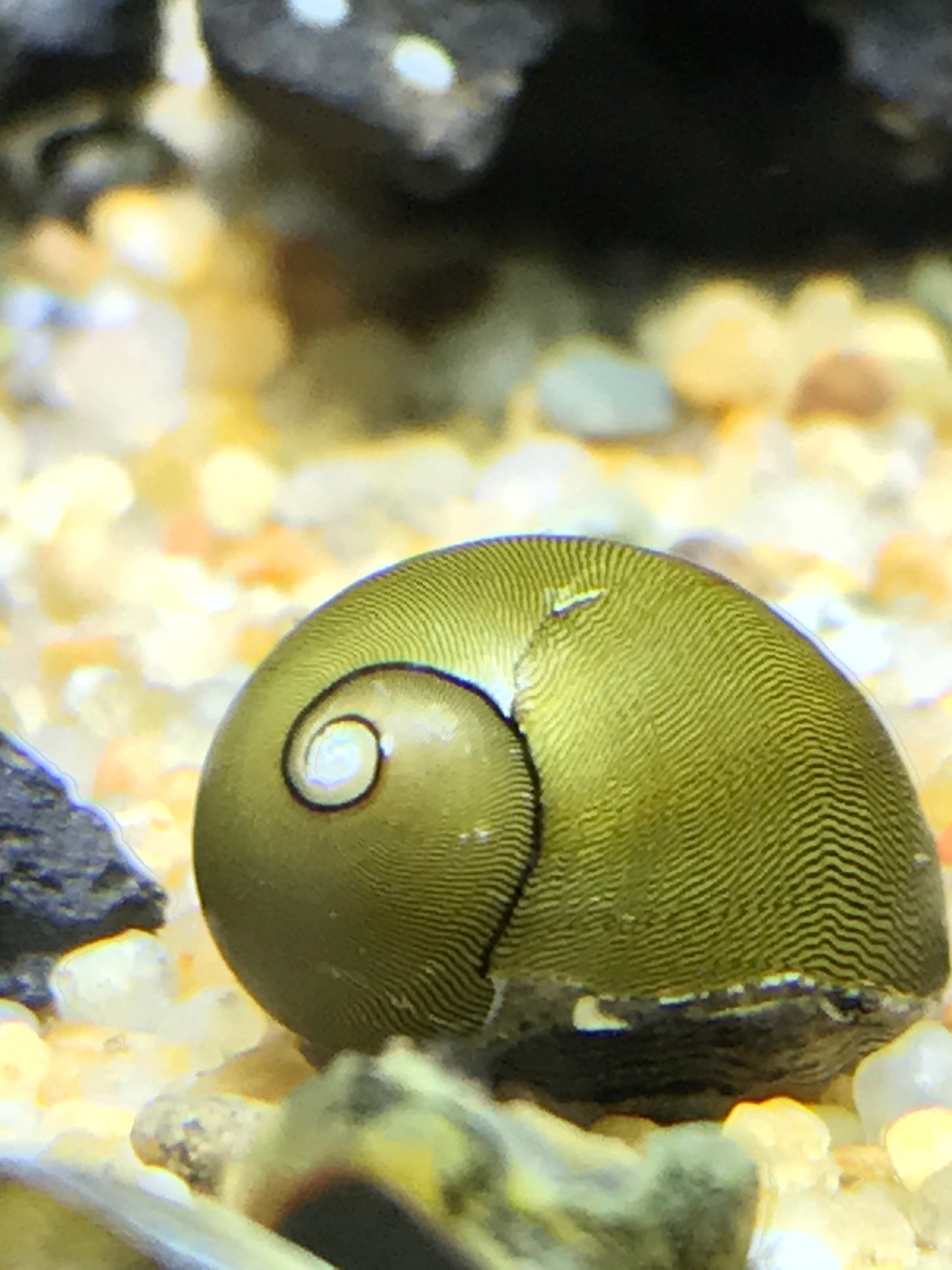 Green Nerite Snail
