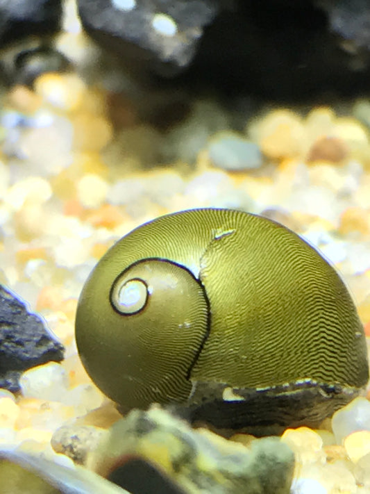 Green Nerite Snail