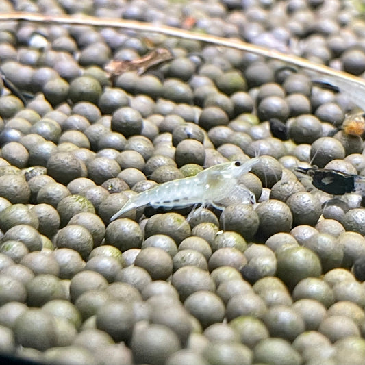 Shrimp - Snowball Neocaridina