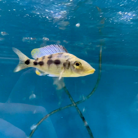 Fossorochromis Rostratus Lg