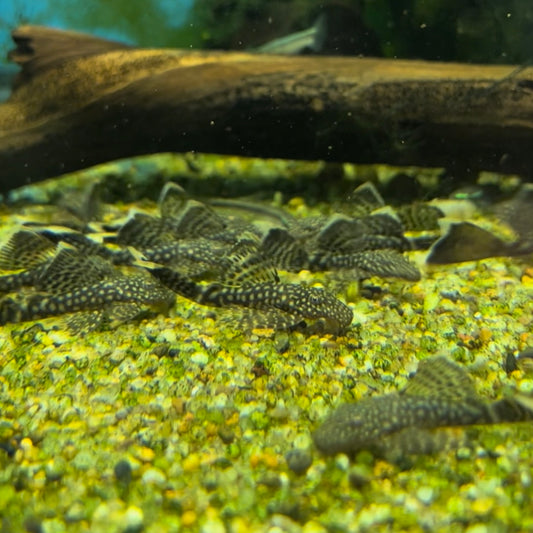 Longfin Bushynose Pleco