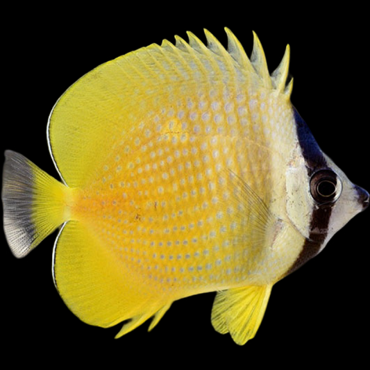 SM/MD Orange Butterflyfish fish swimming in an aquarium available for sale online and in store at AFD