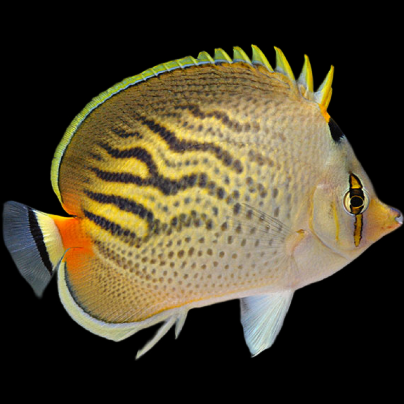 Sunset Butterfly Fish swimming in an aquarium. One of our saltwater reef fish for sale online at AFD