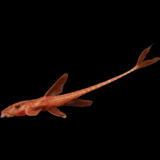 Red Lizard Whiptail Catfish