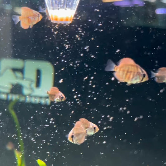 Baby Discus