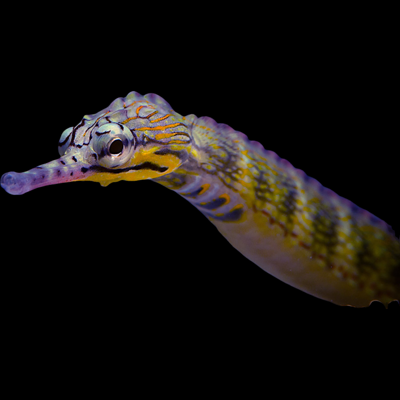 Dragonface Pipefish fish swimming in an aquarium available for sale online and in store at AFD
